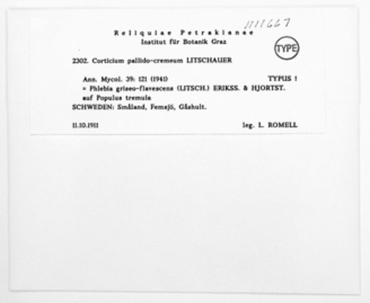 Antrodia griseoflavescens image